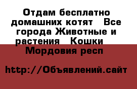 Отдам бесплатно домашних котят - Все города Животные и растения » Кошки   . Мордовия респ.